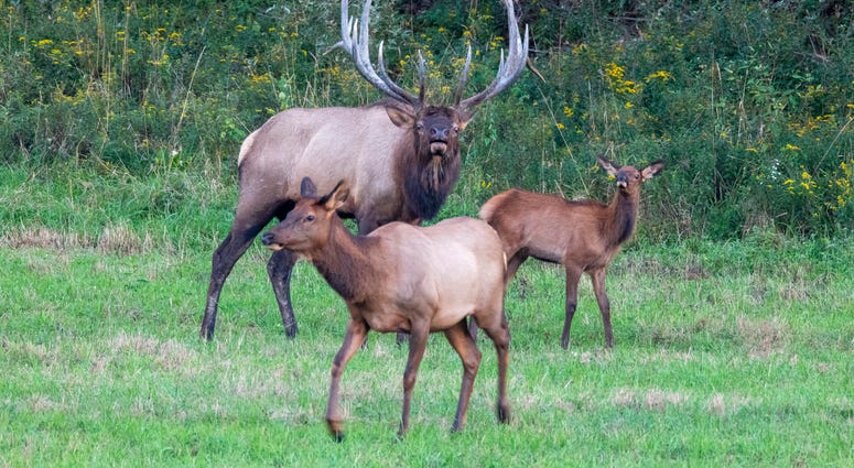elk