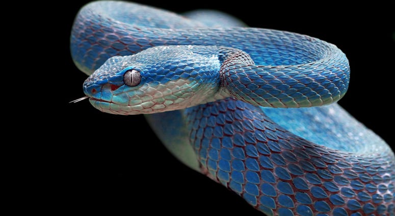 snake