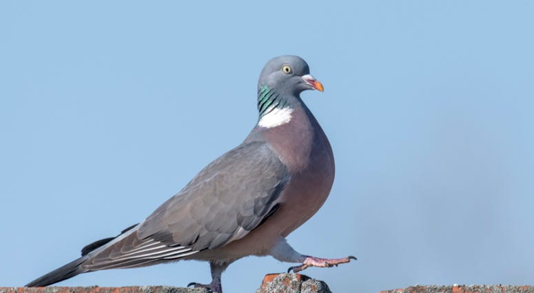 dgs maga pigeon