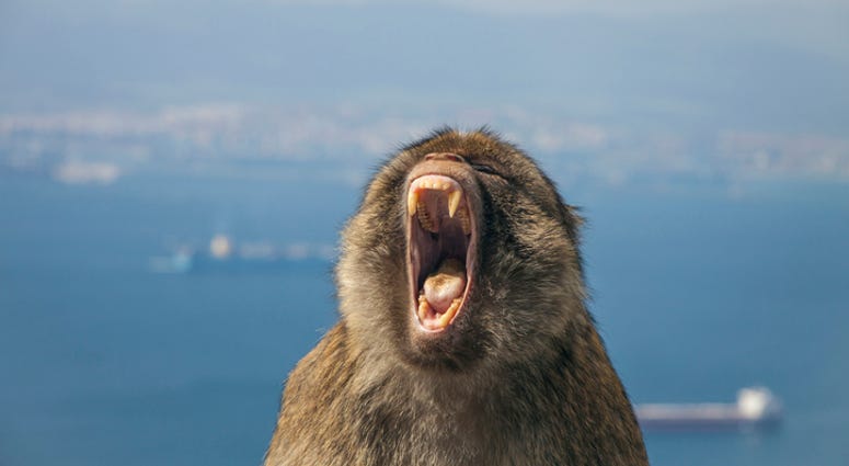 bad monkey