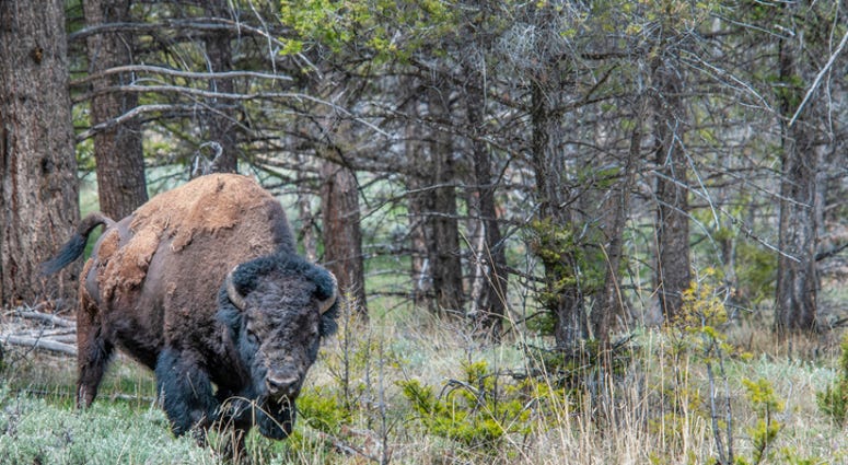bison
