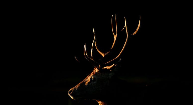deer with antlers