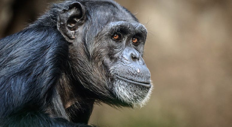Chimp