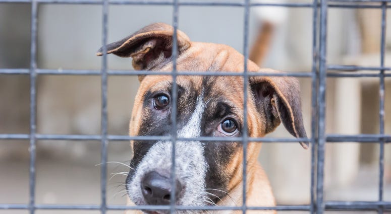 dog in crate
