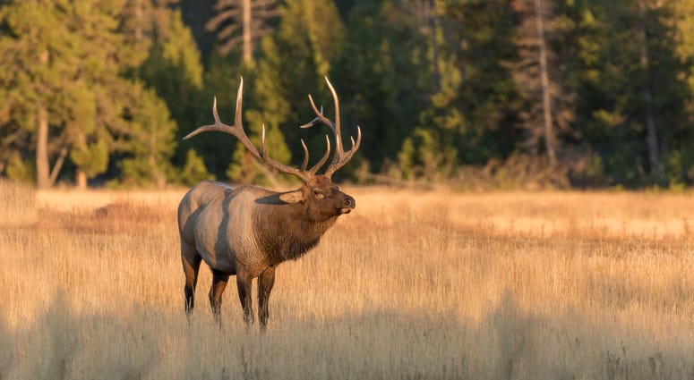 elk