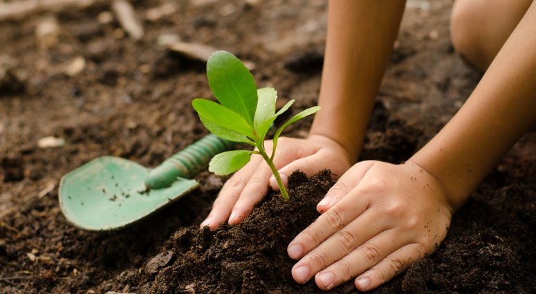 planting trees