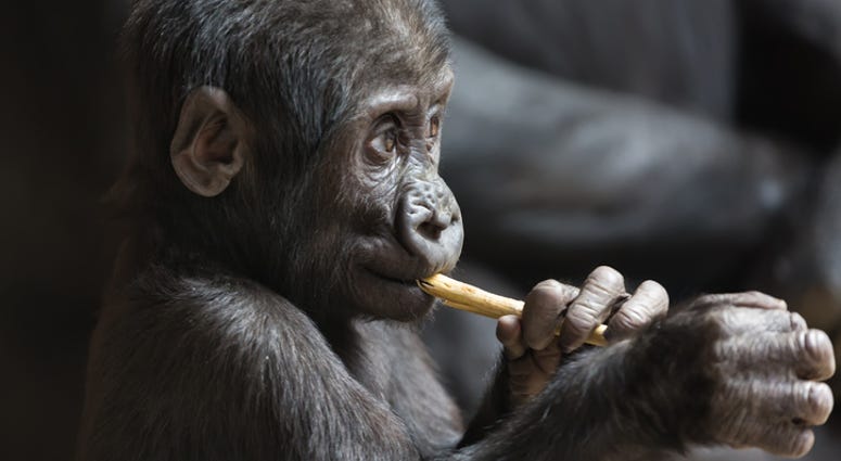 dgs gorilla