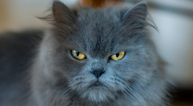 angry cat dgs