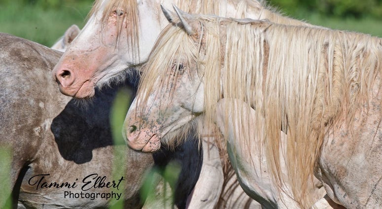 Wild horses in Missouri