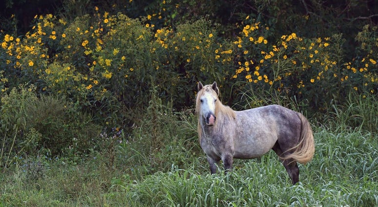 Wild horses in Missouri