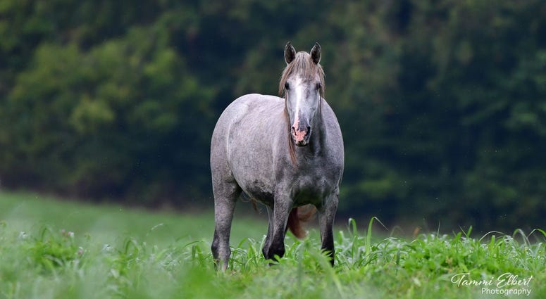 Wild horses in Missouri