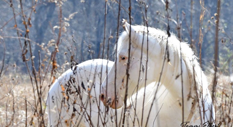 Wild horses in Missouri