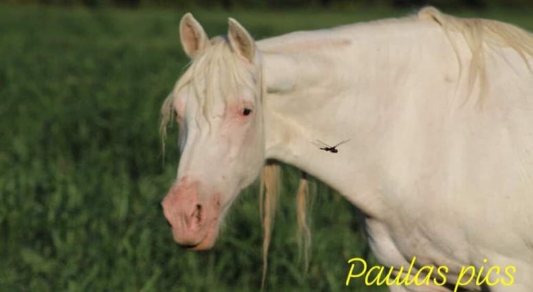 Wild horses in Missouri