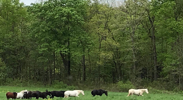 Wild horses in Missouri