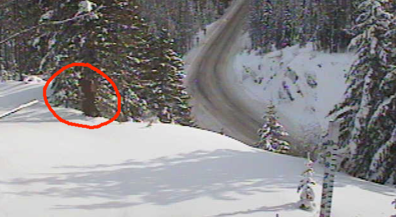 Bigfoot spotted on MSDOT camera