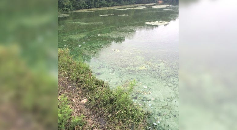 blue-green algae blooms in Missouri