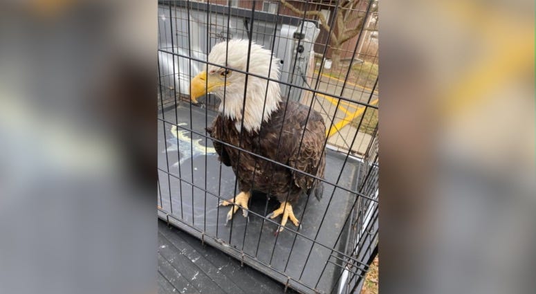 bald eagle