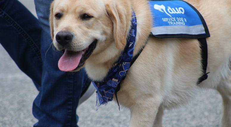 Barclay the St. Louis Blues team dog