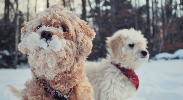 Dogs in the snow
