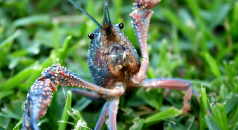 Hurricane Micheal Brings Crawfish in Neighbors Yard Hurricane Micheal Brings Crawfish in Neighbors Yard