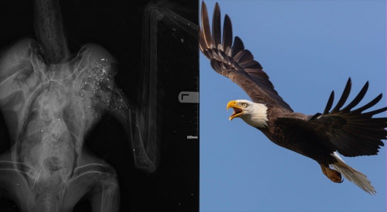 eagle