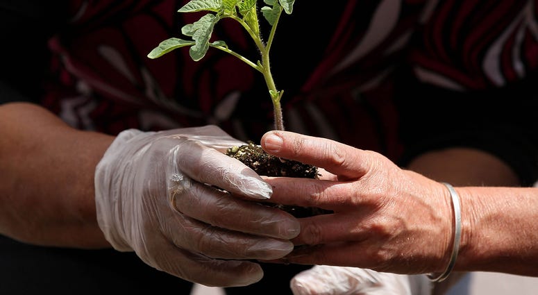 A tiny sapling