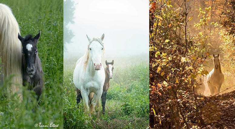 Wild horses in Missouri