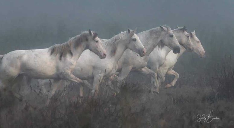 Wild horses in Missouri