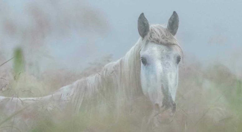 Wild horses in Missouri