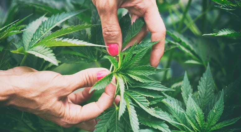 marijuana plants