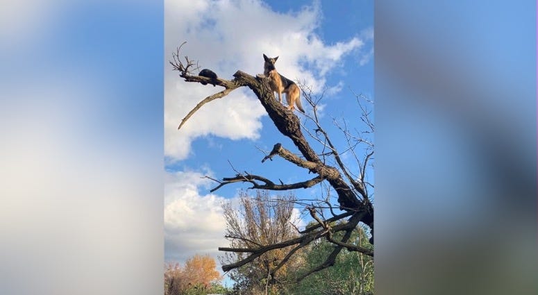 dog in tree