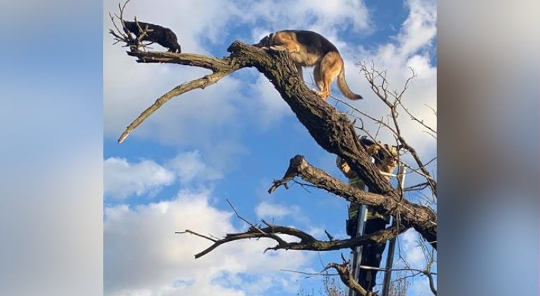 dog in tree