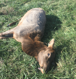 elk