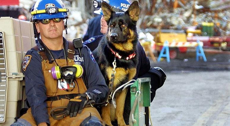 A police rescue dog is taken away from the wreckage at "ground zero" of the World Trade Center attack October 2, 2001 in New York City.