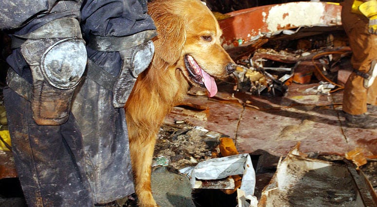 Kent Olson and his dog, Thunder, from Lakewood, Washington search through the rubble for victims of the September 11 terrorist attacks at the World Trade Center September 21, 2001 New York City, NY.