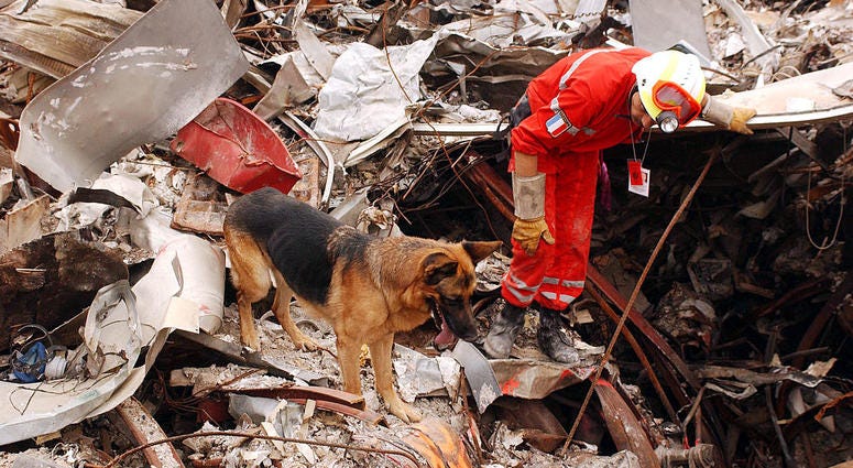 A member of the French Urban Search and Rescue Task Force works with his Alsatian to uncover survivors at the site of the collapsed world Trade Center September 24, 2001 New York City, NY.