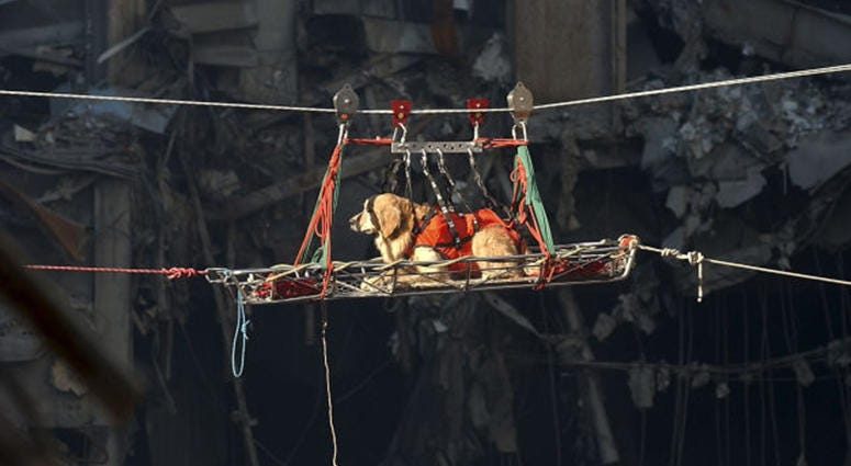 A rescue dog is transported out of the debris of the World Trade Center September 15, 2001 days after the September 11, 2001 terrorist attack.