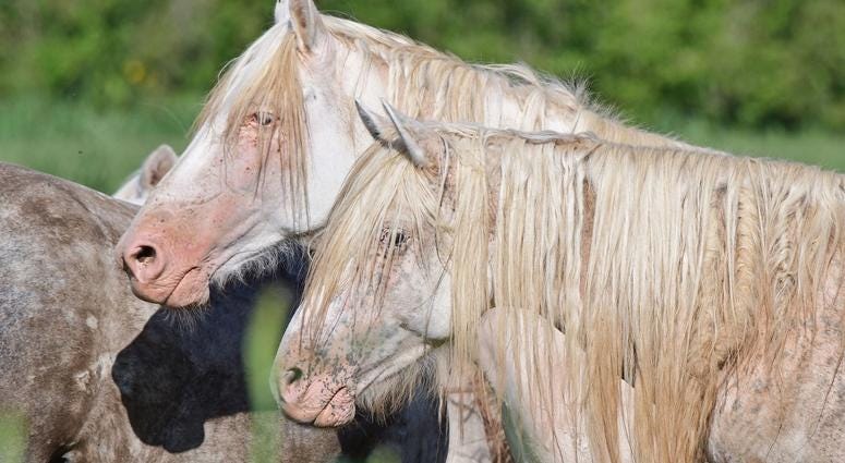 Wild horses in Missouri