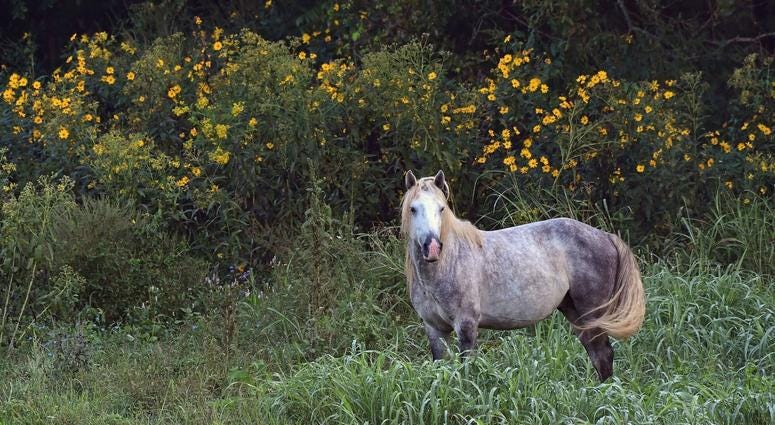 Wild horses in Missouri