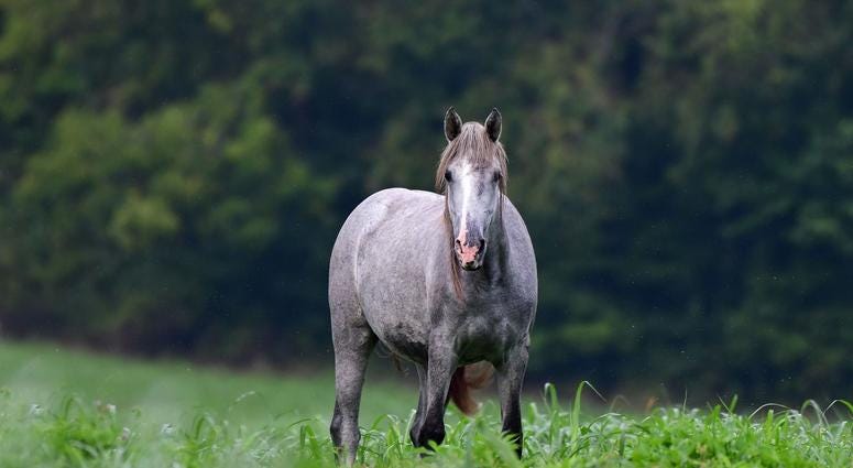Wild horses in Missouri