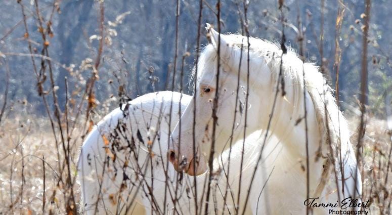 Wild horses in Missouri
