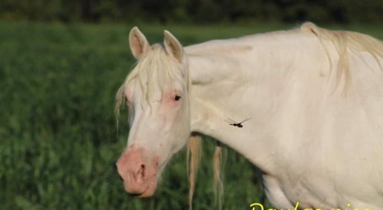 Wild horses in Missouri