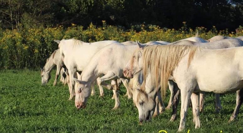 Wild horses in Missouri