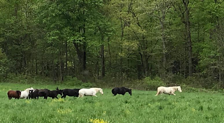 Wild horses in Missouri