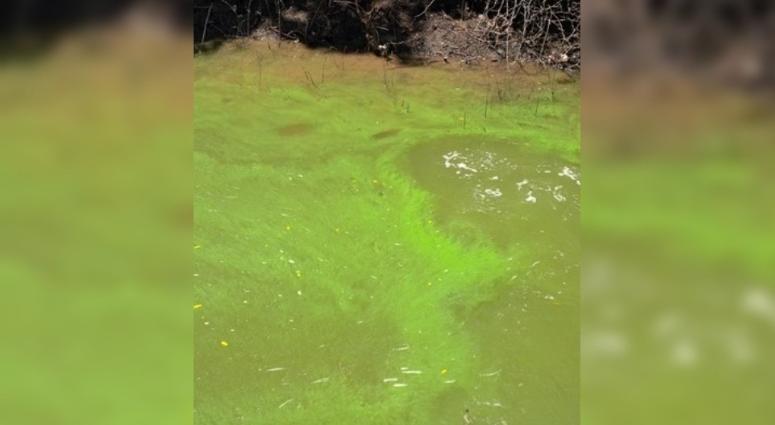 blue-green algae blooms in Missouri