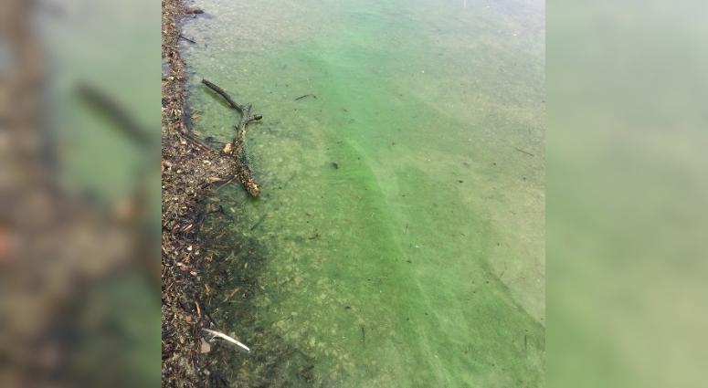 blue-green algae blooms in Missouri