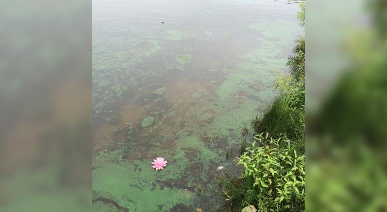 blue-green algae blooms in Missouri