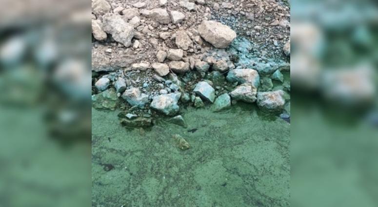 blue-green algae blooms in Missouri