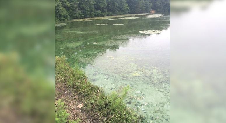 blue-green algae blooms in Missouri