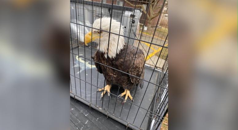 bald eagle